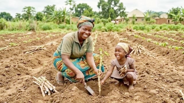 A woman planting cassava stems in Ntigha, Isiala Ngwa North Abia State