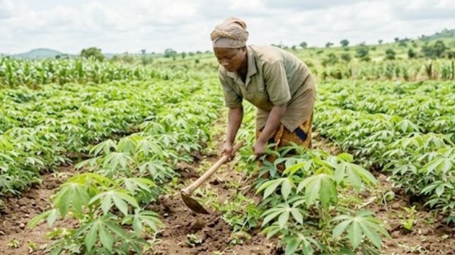 A woman weeding her cassava farm in Ntigha, Isiala Ngwa North, Abia State