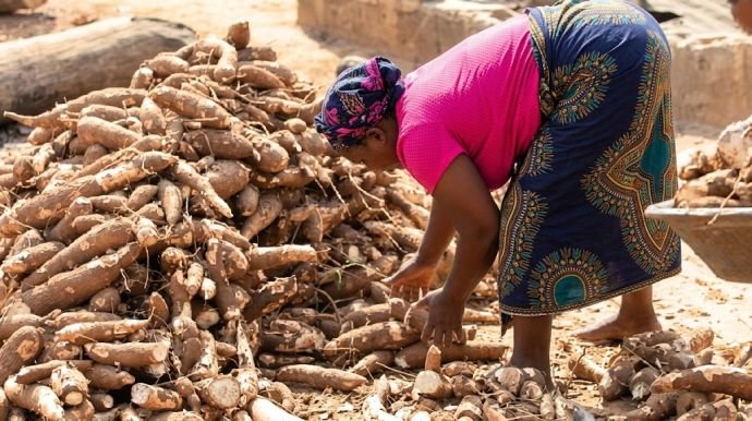 My recent cassava harvest of local cassava variety in Ngwa land
