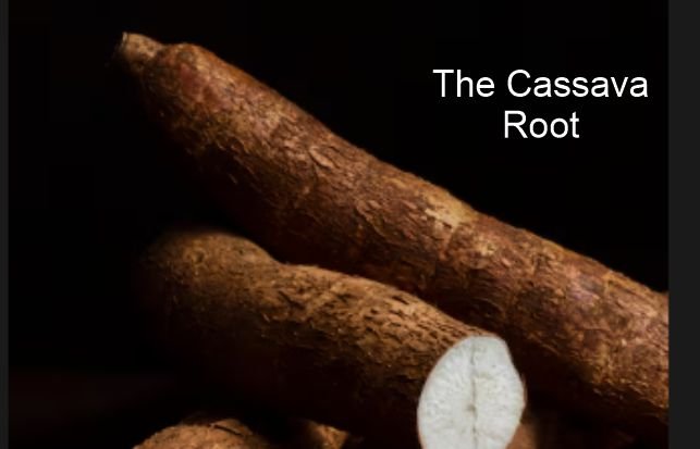 Freshly harvested cassava roots